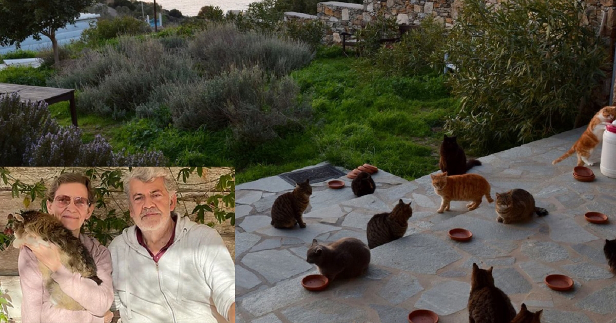Un emploi de rve vous attend ici ; prendre soin de 55 chats sur une le grecque paradisiaque