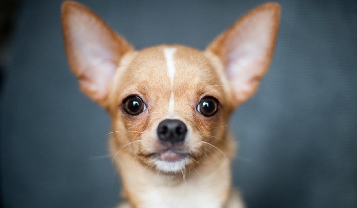 Des chihuahuas  donner sur Internet? La police nous met en garde!
