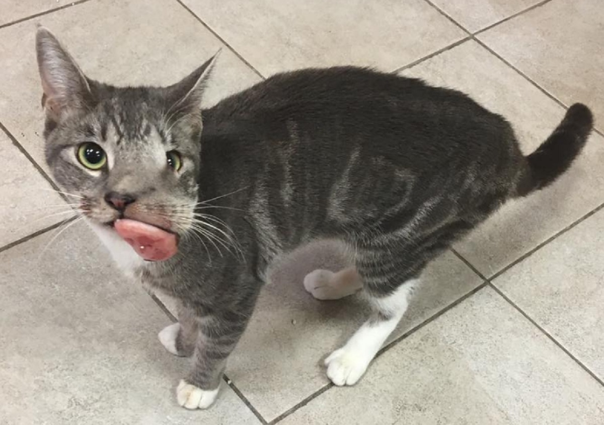 Ce chat �tait d�form� par une �norme tumeur, sa transformation est incroyable!