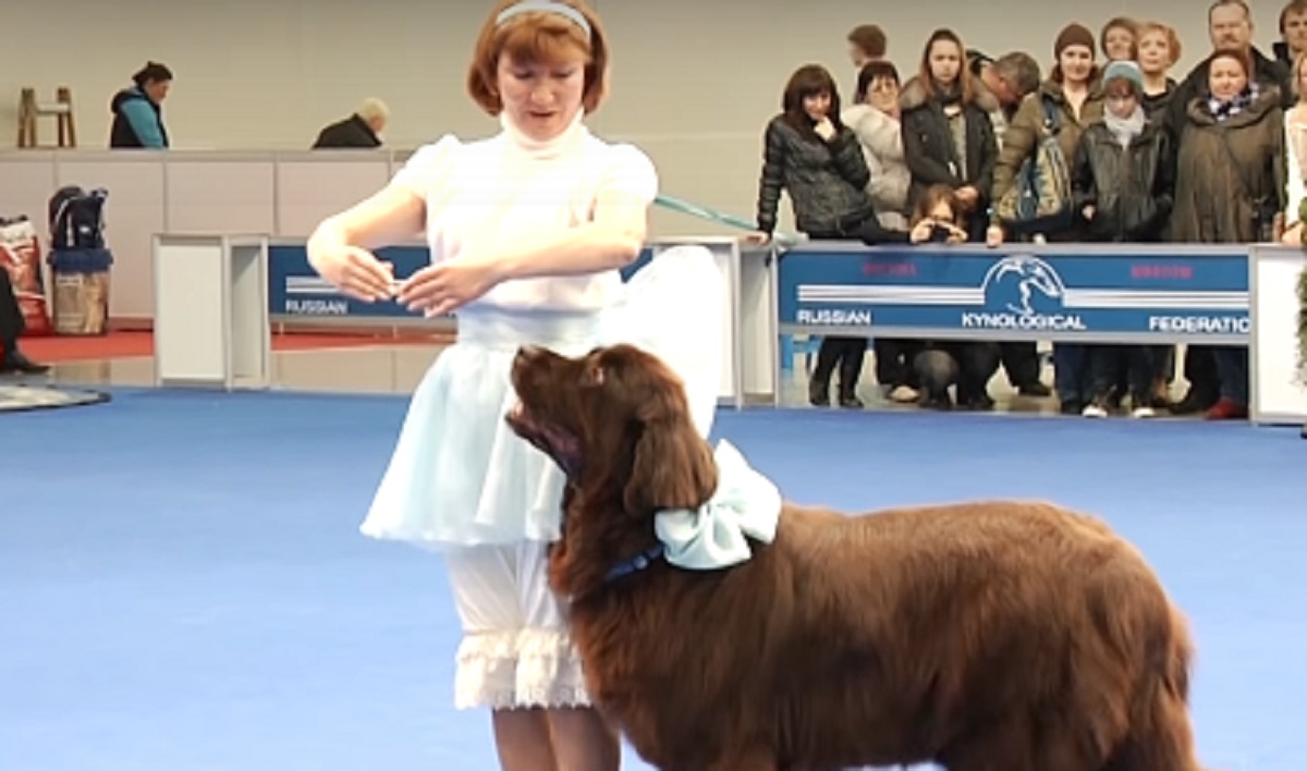 Un chien vole la vedette  une danseuse dans un concours