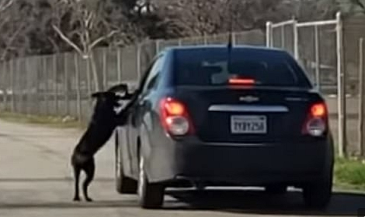 Un chien court dsesprment aprs la voiture de ses matres qui l'ont abandonn mais on l'ignore compltement