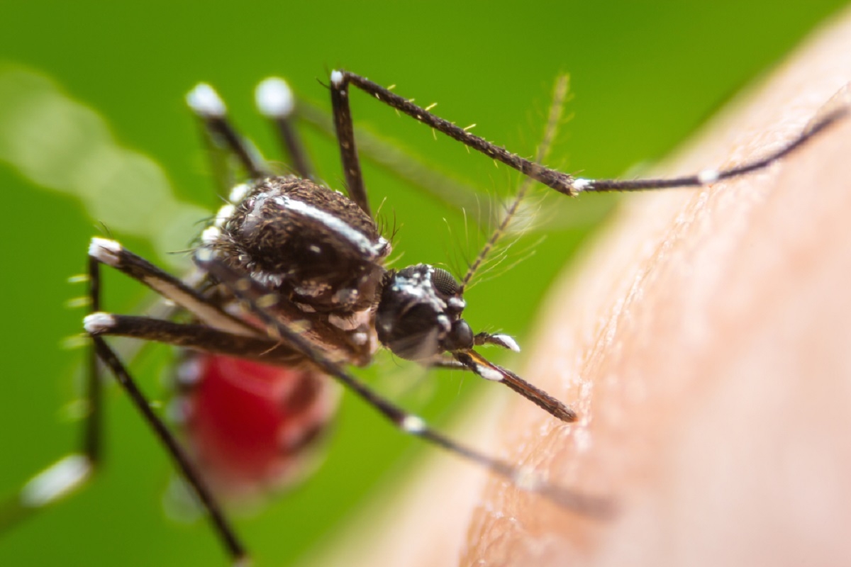 L't 2019 pourrait bien tre historique pour sa quantit de moustiques