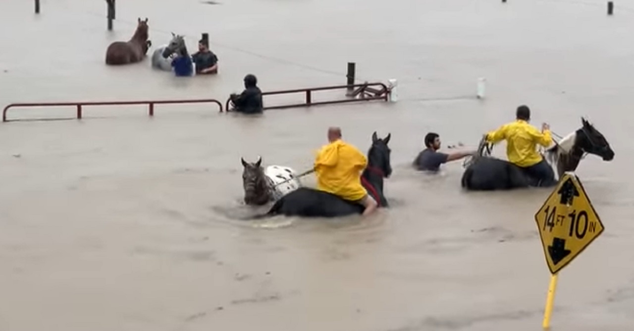 Cinquante chevaux sauvs de la noyade suite  des graves inondations