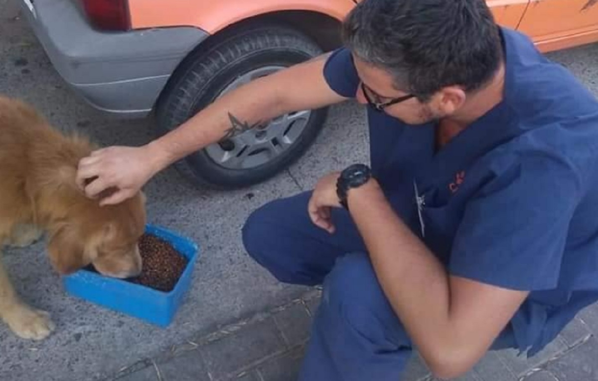 Une municipalité nourrit les chiens errants pour éviter qu'ils ne meurent pendant le confinement