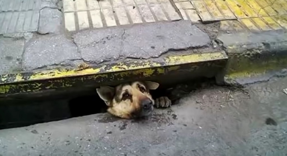 Un chien coincé dans un égout nécessite 4 jours de sauvetage périlleux