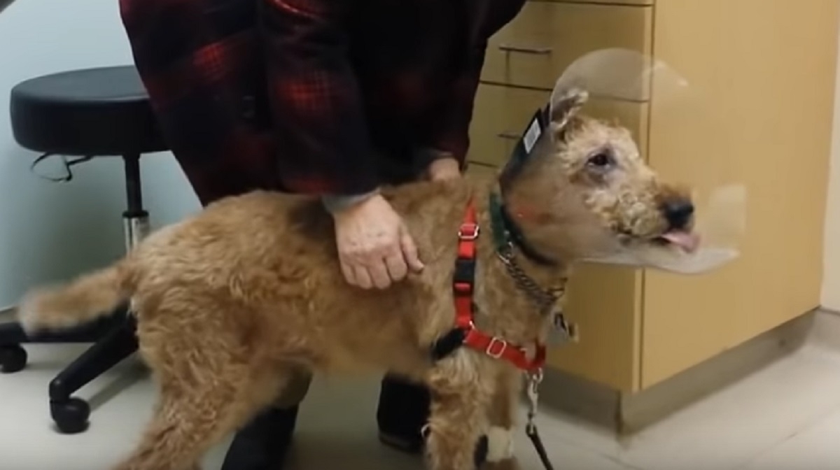 Une chien aveugle subit une opration qui lui permet de voir enfin les membres de sa famille