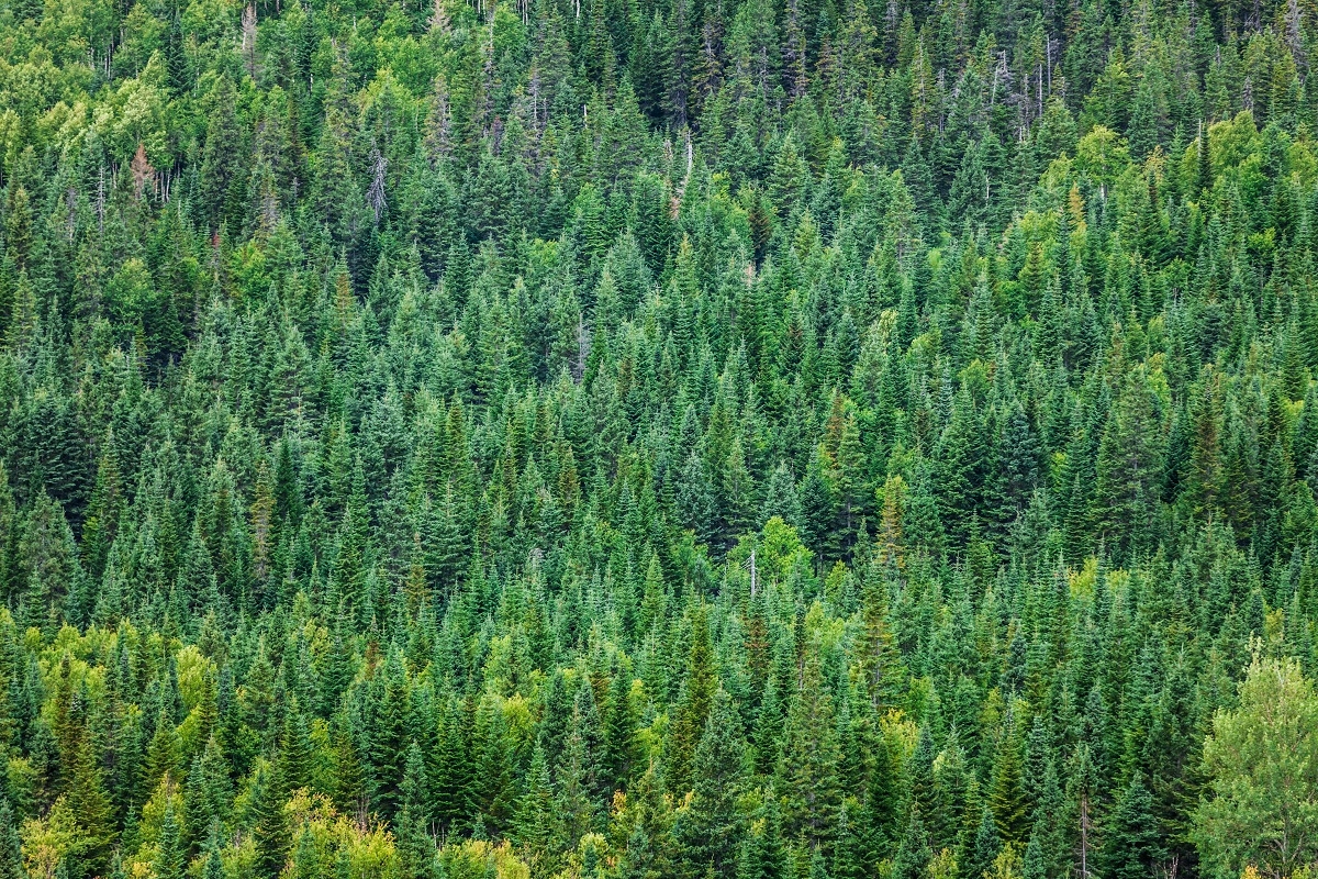 Une grande forêt du Québec encore intouchée par l'homme sera protégée