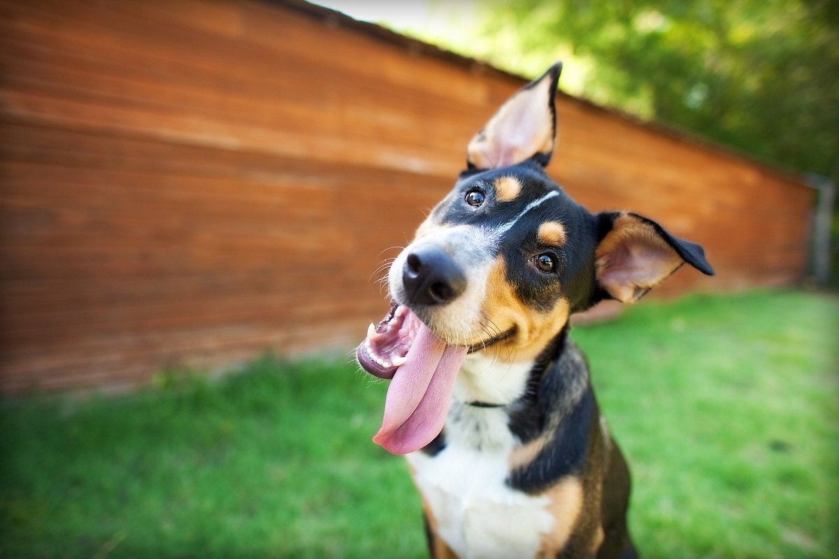 Voici la raison pour laquelle votre chien incline la tte lorsque vous lui parlez