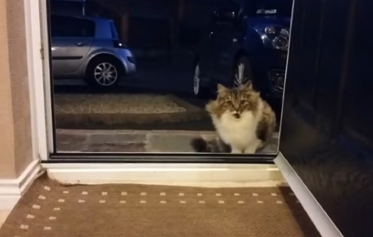 Un homme accueille un chat errant et eut toute une surprise durant la nuit