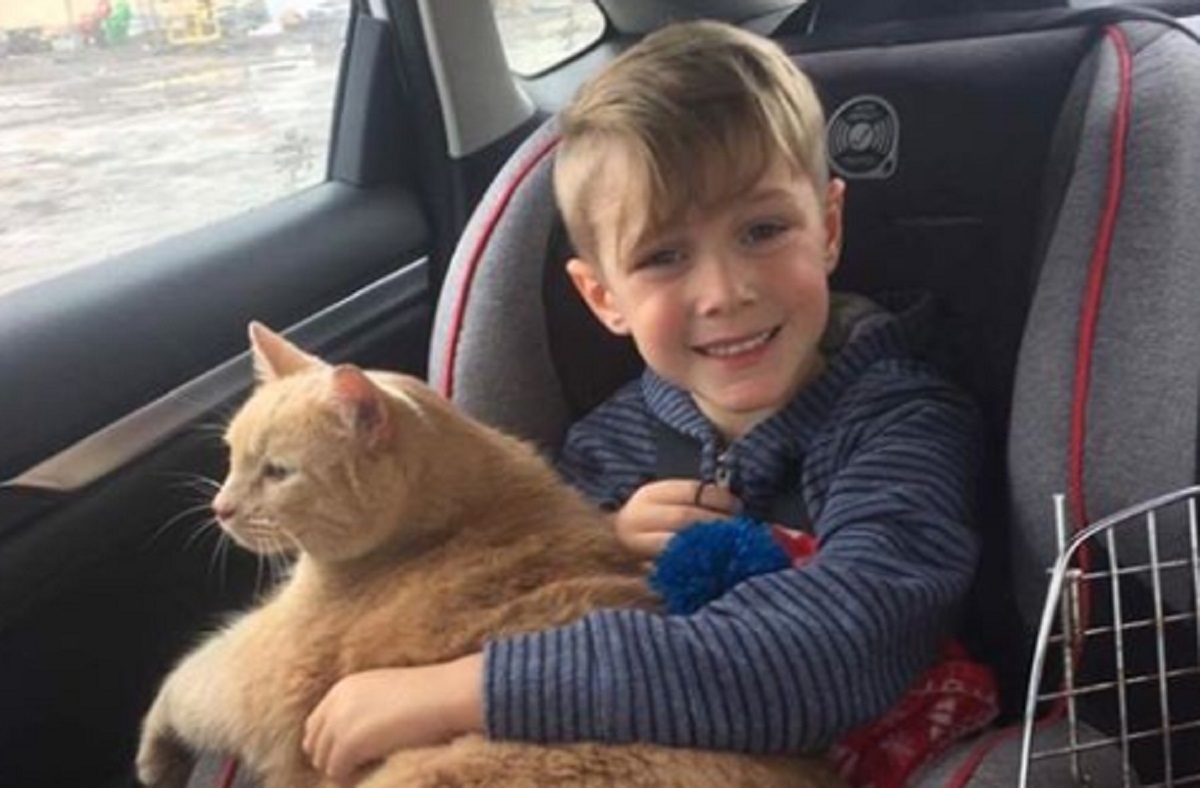 Un garon dans un refuge choisit un chat g, gros et trs timide