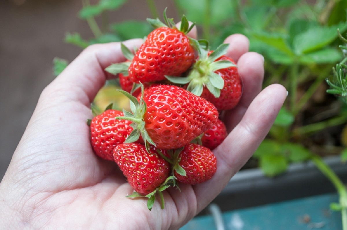 Voici un truc infaillible pour vous permettre de garder vos fraises fraches plus longtemps