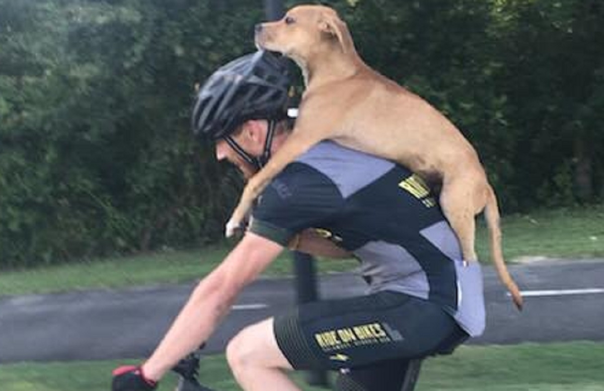 Un cycliste vient en aide à un chien blessé en le portant sur son dos pendant 11 kilomètres