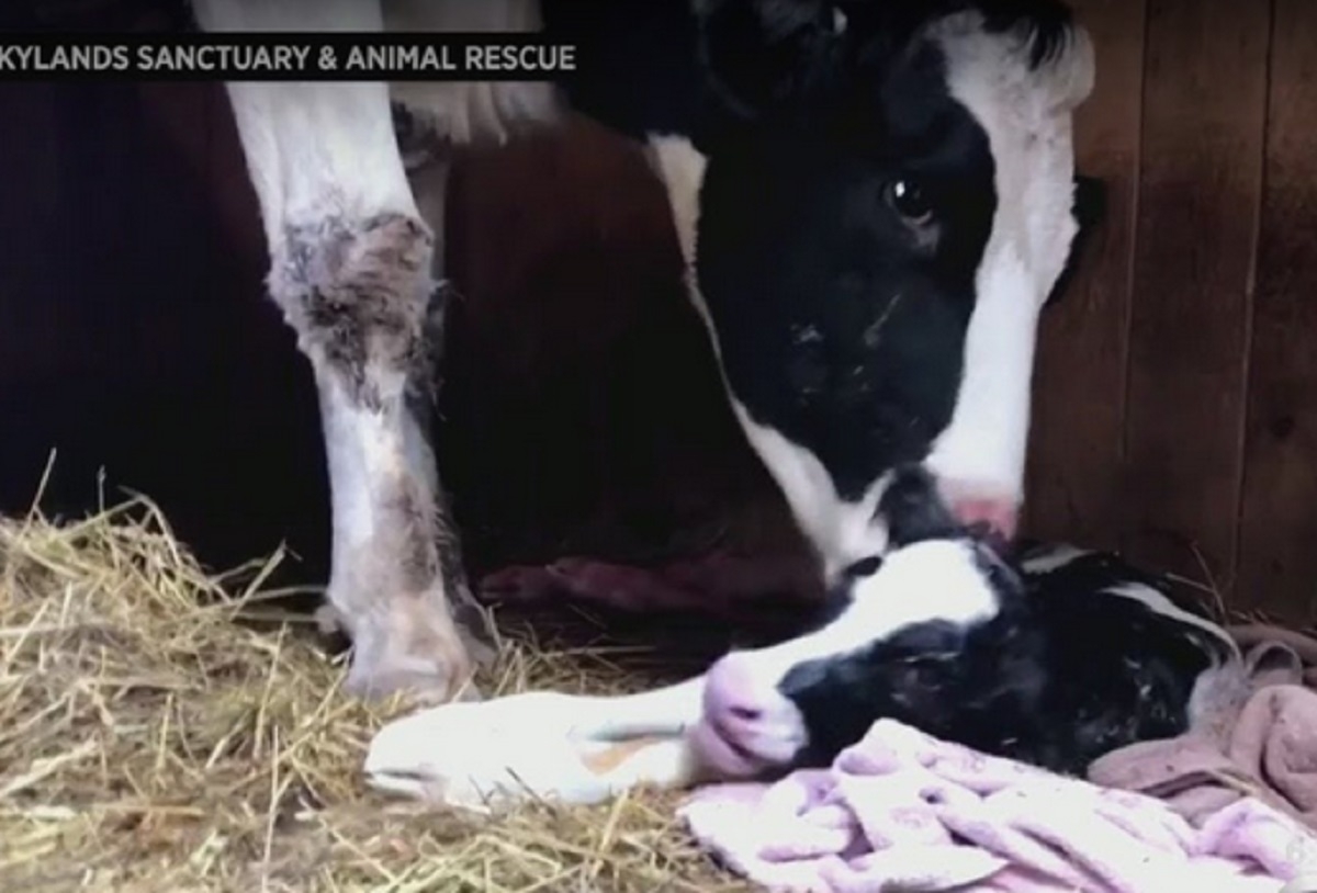 Une vache sur le point d'accoucher s'enfuie du camion qui l'emmenait  l'abattoir