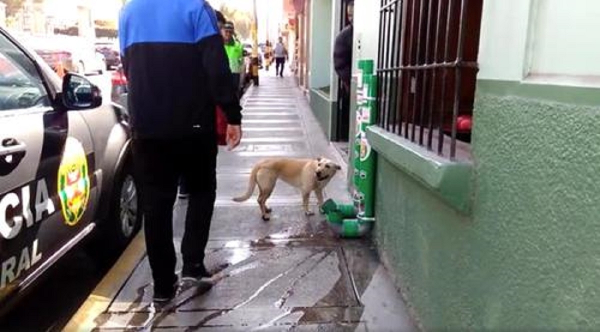 Des policiers installent des stations de ravitaillement pour sauver les chiens errants